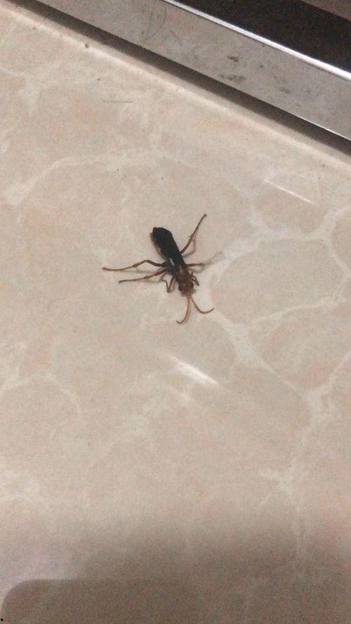 虫子的视频,微观视角下的奇妙探险