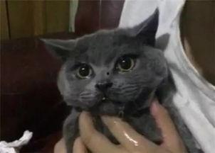 吃瓜爆料黑料喵小吉,揭秘娱乐圈黑料风云