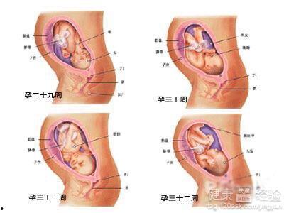 怀孕八个月胎儿图片大全,见证生命奇迹的瞬间