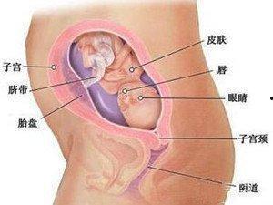 怀孕六个月胎儿图片大全,高清图片全景展示