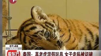 东方老虎国语,探寻中华文明的雄狮足迹