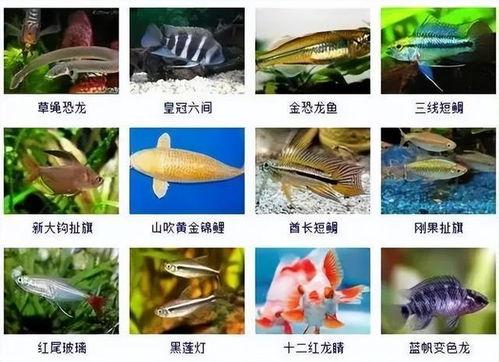 普通观赏鱼图片大全,普通观赏鱼图片大全赏析