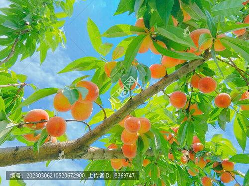 桃子树图片,春意盎然——桃子树下的诗意画卷