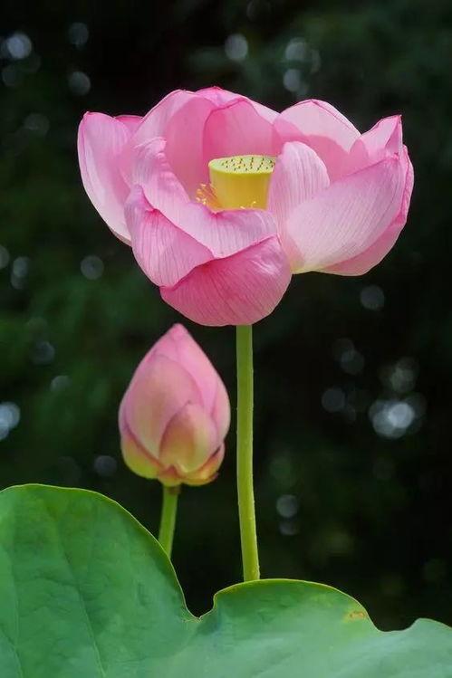 最美莲花图片大全,探寻最美莲花图片大全中的绝美瞬间