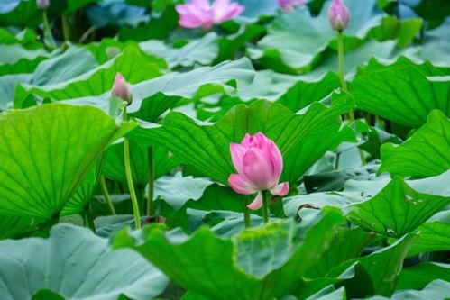 最美莲花图片大全,探寻最美莲花图片大全中的绝美瞬间