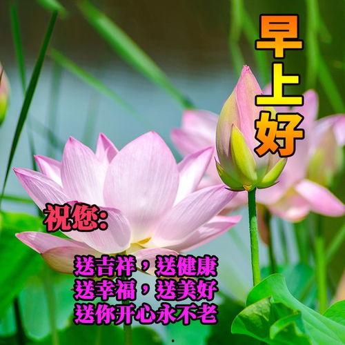 今天早上好图片,今日早间美景图鉴