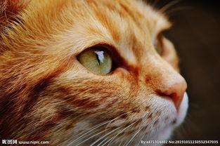 高清猫图片,萌态可掬，尽显猫咪魅力