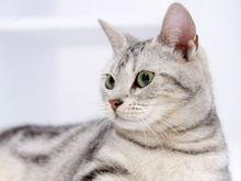 高清猫图片,萌态可掬，尽显猫咪魅力
