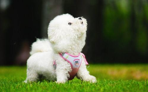 比熊犬尾巴图片,灵动飘逸，彰显可爱风采