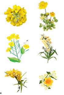 花卉图片大全,花卉图片大全赏析