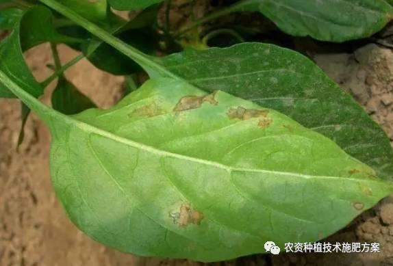 辣椒常见病害图片大全,辣椒常见病害图片解析与防治策略