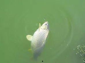 溜鱼技巧视频