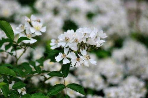 荼蘼花图片