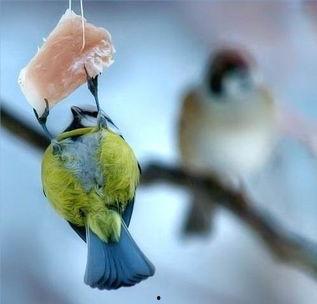 小便露鸟图片大全,揭秘鸟类世界的趣味瞬间