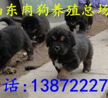 肉狗图片大全,图鉴与特点一览