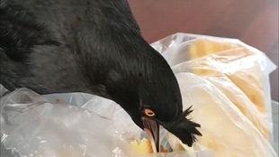 八哥高清在线观看