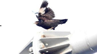 八哥高清在线观看