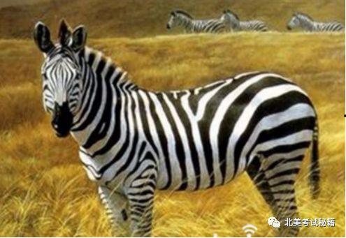 日本斑马电影完整版,穿越时光的奇幻之旅