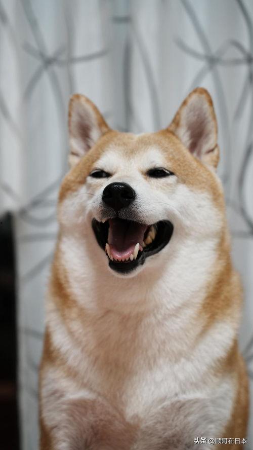 日本doge