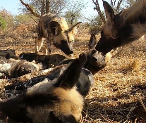 野狗图片,探寻野狗的生存轨迹
