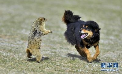 野狗图片,探寻野狗的生存轨迹