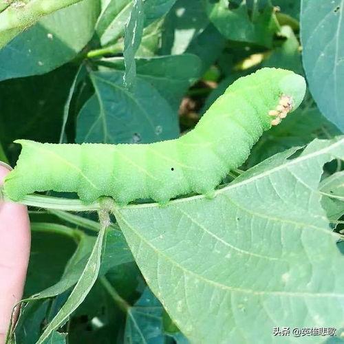 樱桃树上的虫子图片,樱桃树虫害现状解析