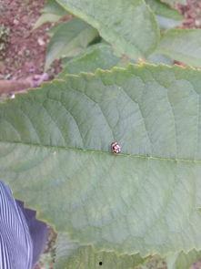樱桃树上的虫子图片,樱桃树虫害现状解析