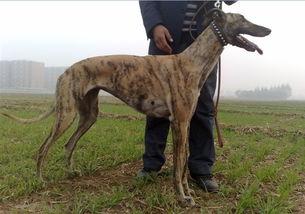 格力犬图片大全大黄蜂,萌宠与昆虫的奇妙邂逅