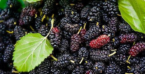 吃黑瓜刺激胃吗会反酸吗