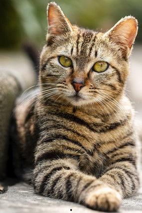 猫科动物图片大全,千姿百态的喵星人类