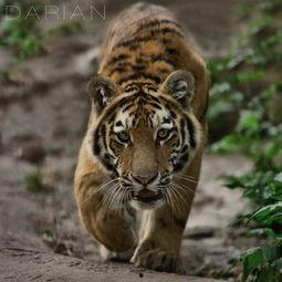 猫科动物图片大全,千姿百态的喵星人类