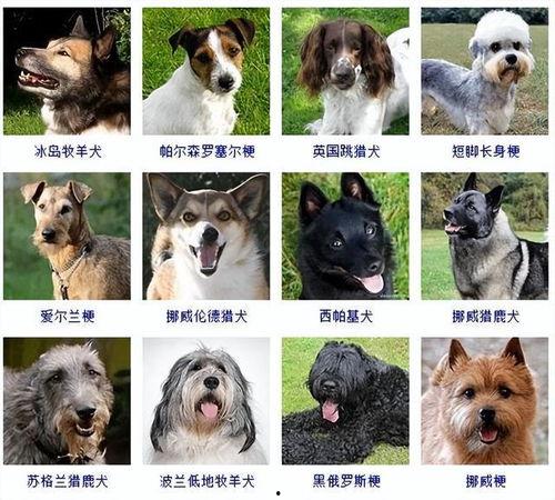 小型狗狗品种大全及图片,带你领略萌宠世界的多样魅力