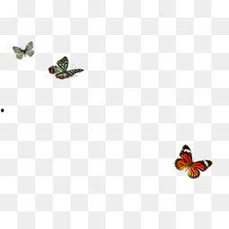 飞舞图片,捕捉自然之美